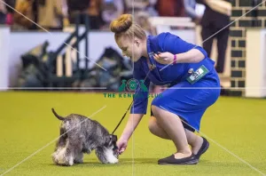 Crufts 2017