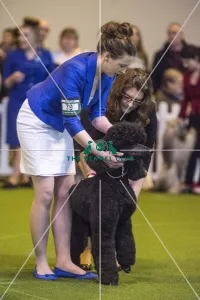Crufts 2017