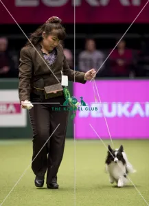 Papillon Best of Breed Crufts 2017