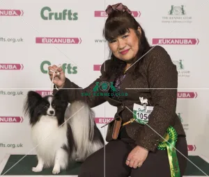 Papillon Best of Breed Crufts 2017