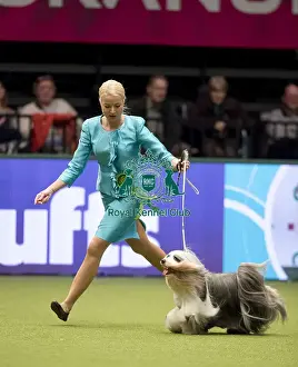 Tibetan Terrier Prints: Crufts 2017