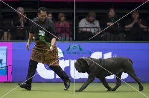 Crufts 2017