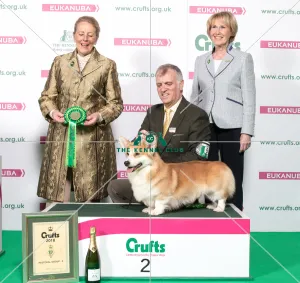 Breed Welsh Corgi