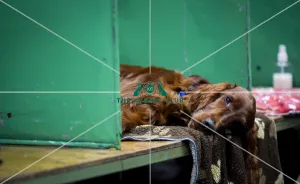 Crufts 2018