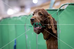 Crufts 2018