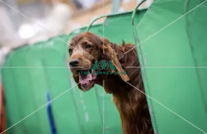 Crufts 2018