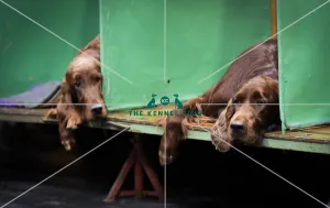 Crufts 2018