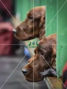Crufts 2018