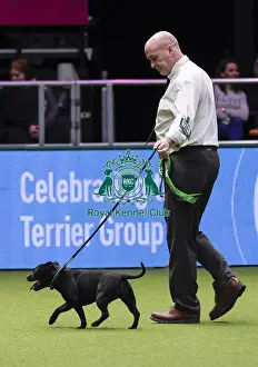 Crufts 2018