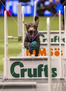 Flyball Semi final