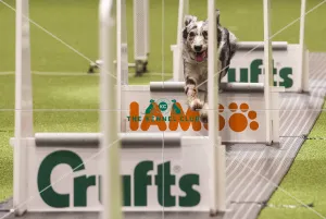 Flyball Semi final