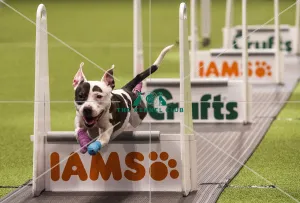 Flyball Semi final