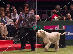 Crufts 2018