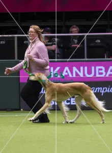 Saluki