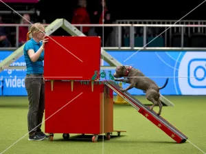 Crufts 2018