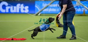 Crufts 2018