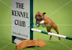 Crufts 2018