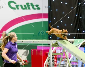 Crufts 2018