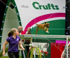 Crufts 2018