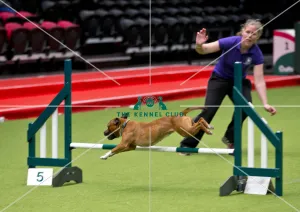Crufts 2018