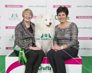 Best of Breed Winner SAMOYED