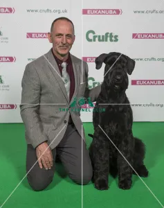 Giant Schnauzer