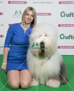 Old English Sheepdog