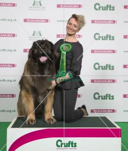 LEONBERGER Best of Breed