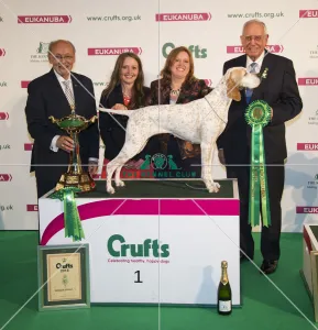 Gundog Group winner