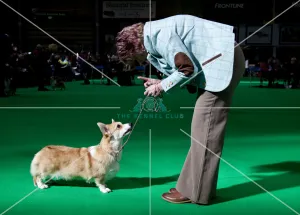 Crufts 2018