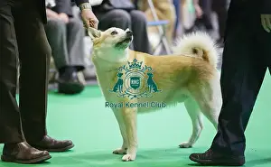 Crufts 2018