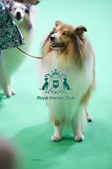 Crufts 2018