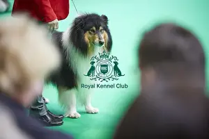 Crufts 2018