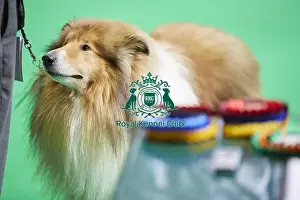Crufts 2018