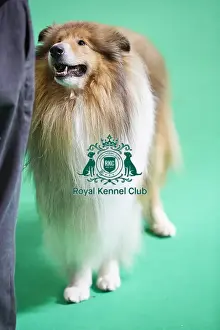 Crufts 2018