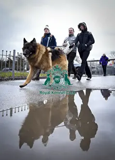 Crufts 2018