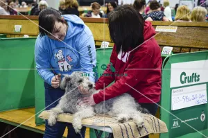Grooming before showing