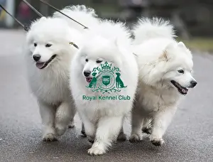 Crufts 2018