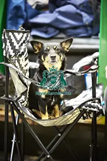Crufts 2018