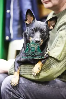 Crufts 2018