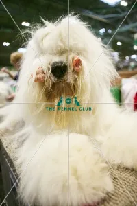 Old English Sheepdog
