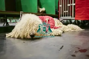 Crufts 2018