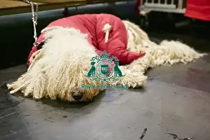 Crufts 2018