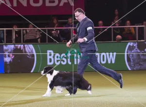 Crufts 2018