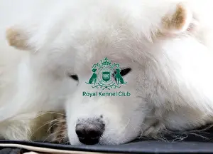 Crufts 2018