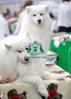 Crufts 2018