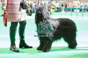 Crufts 2018