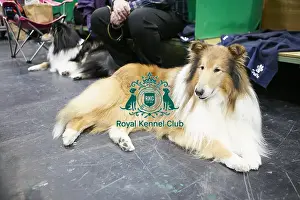 Crufts 2018