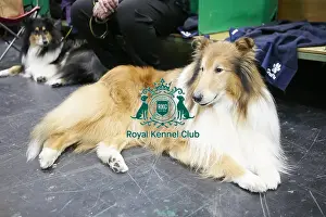 Crufts 2018