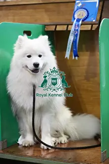 Crufts 2018
